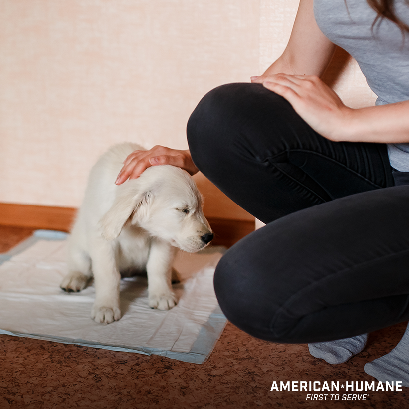 puppy pooping inside