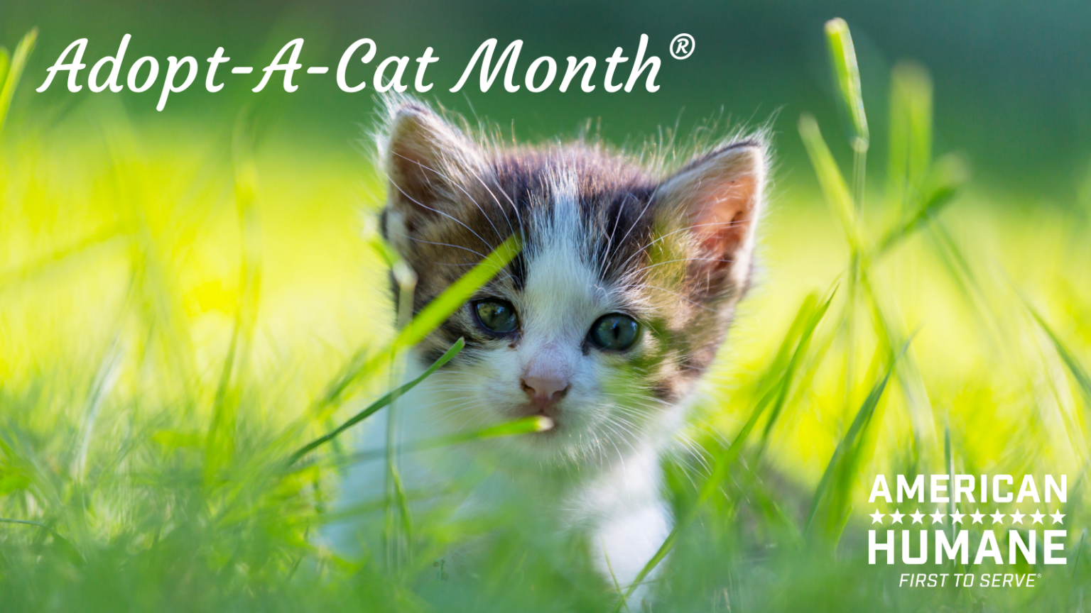 AdoptACat Month® American Humane American Humane