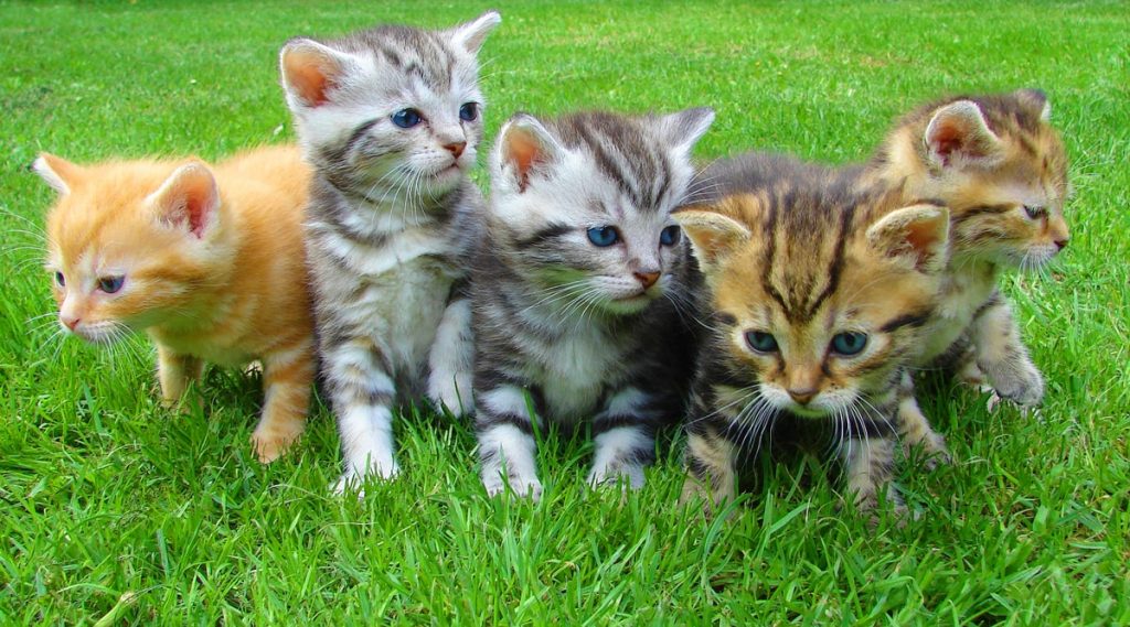 animal shelter kittens