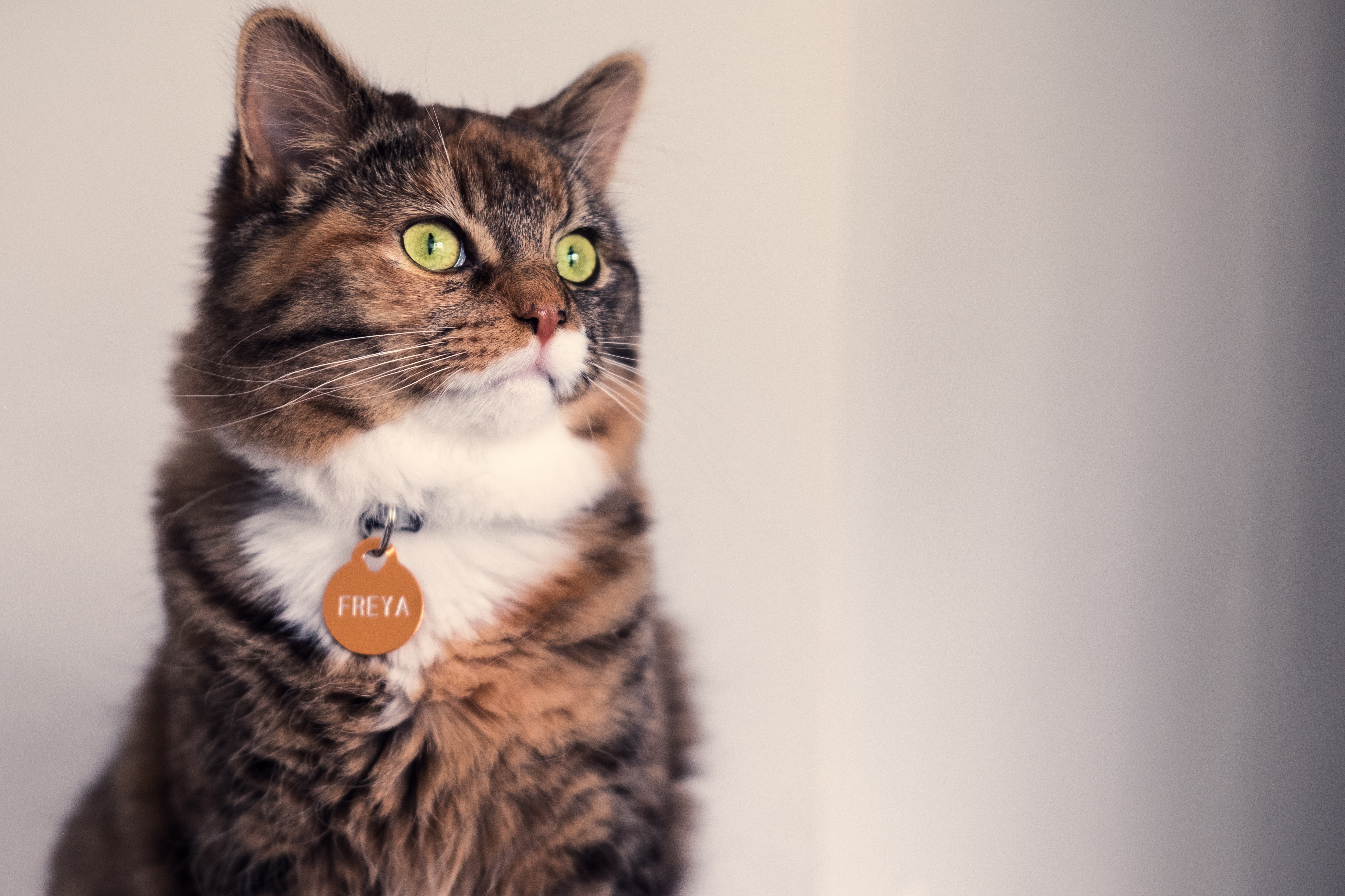 Choosing a Cat Collar - American Humane 