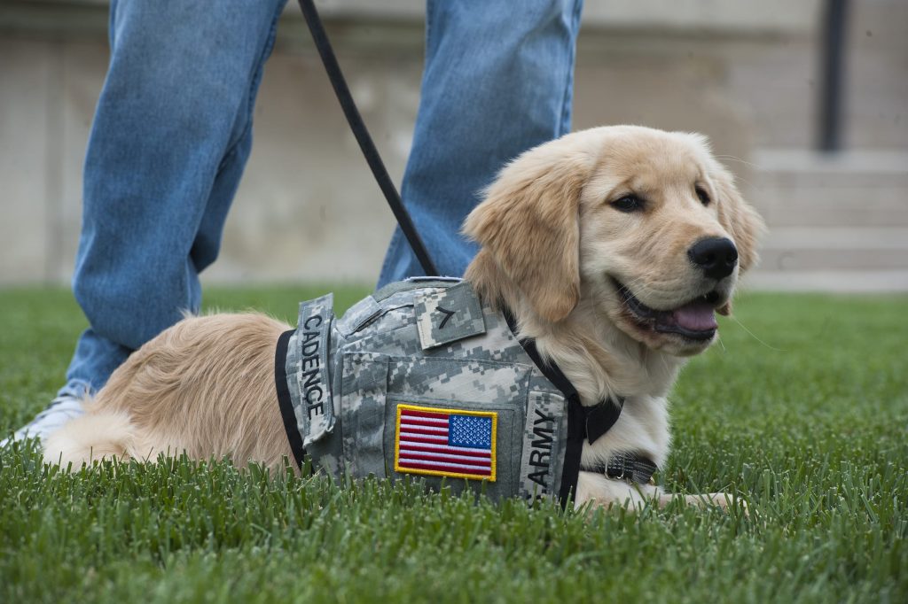 service animals for veterans