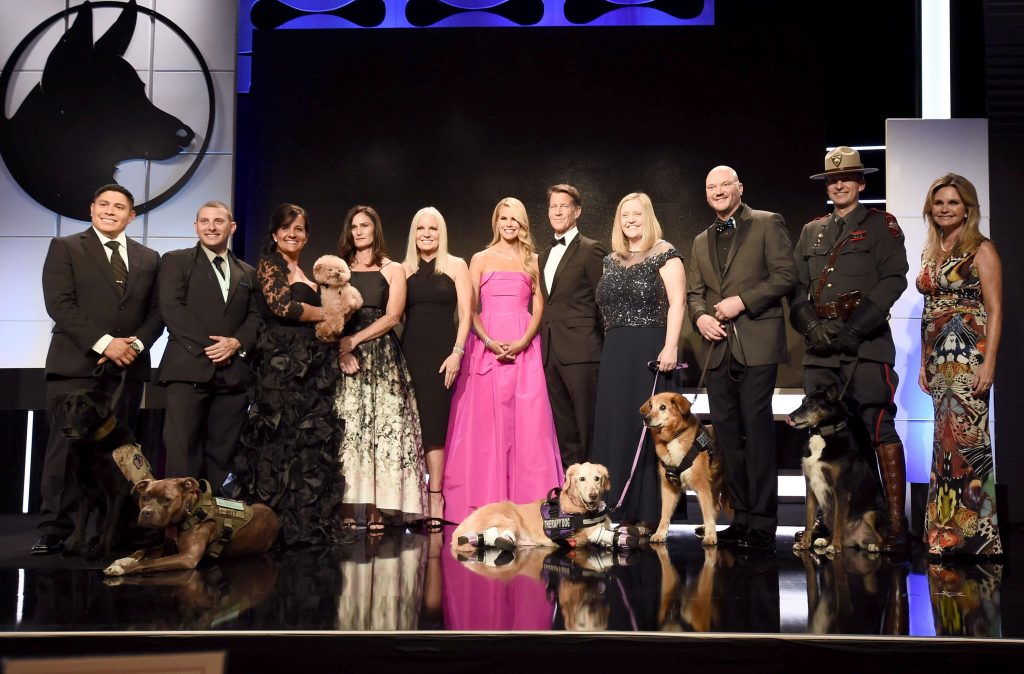 Dog Who Lost Nearly All Four Legs but Never Lost Hope Wins Top Title of  “American Hero Dog” at the 2018 American Humane Hero Dog Awards® - American  Humane - American Humane