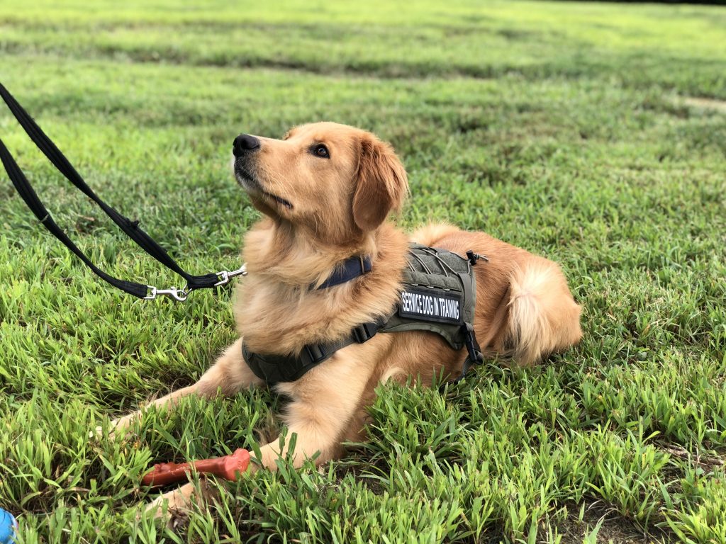 service dogs for veterans