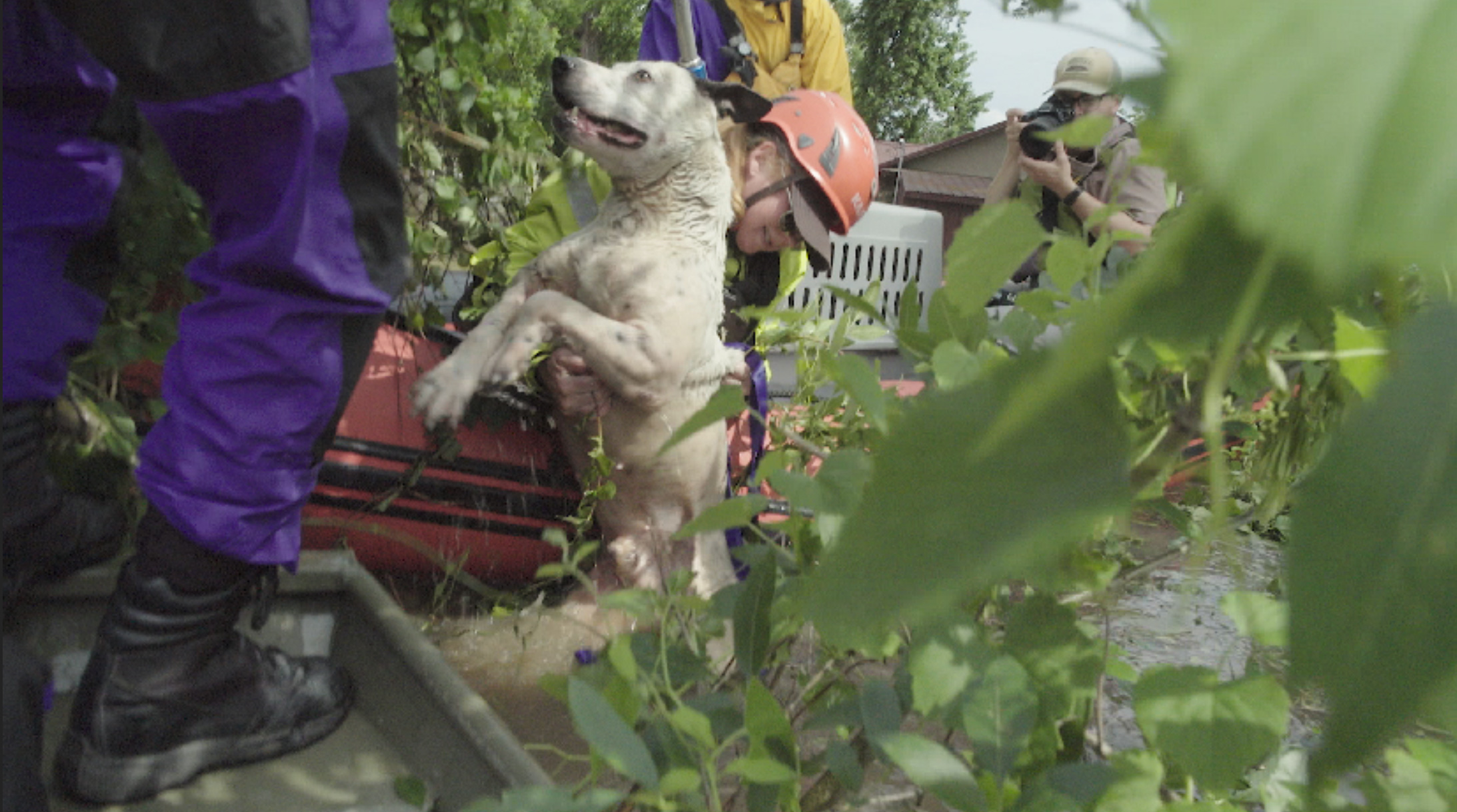 Animal Rescue Team Rescues Hundreds 