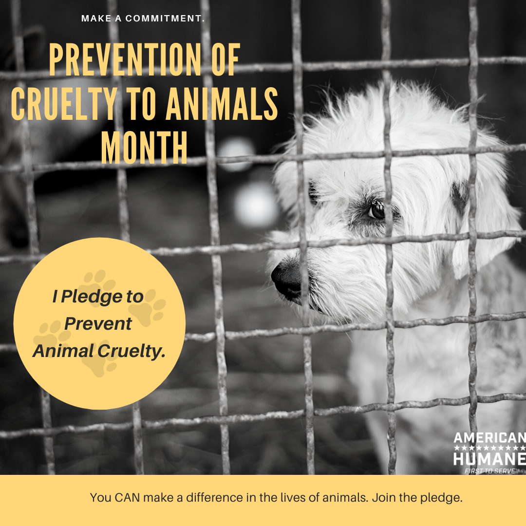 animal cruelty and neglect