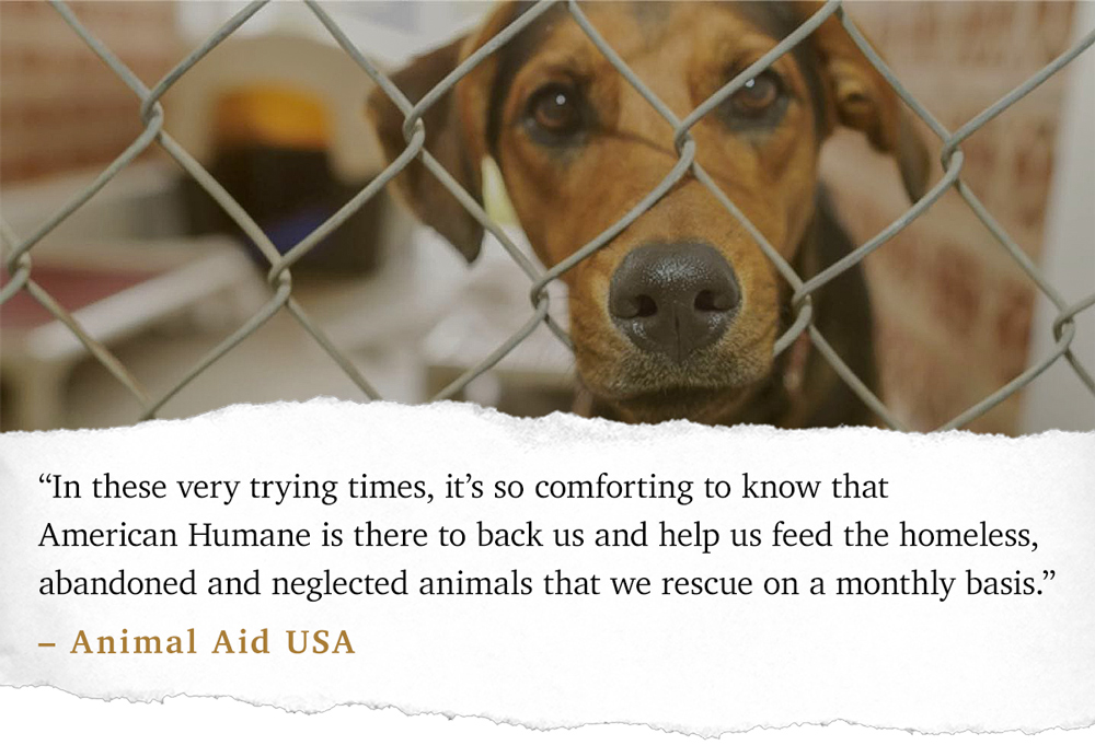 shelter animals quotes