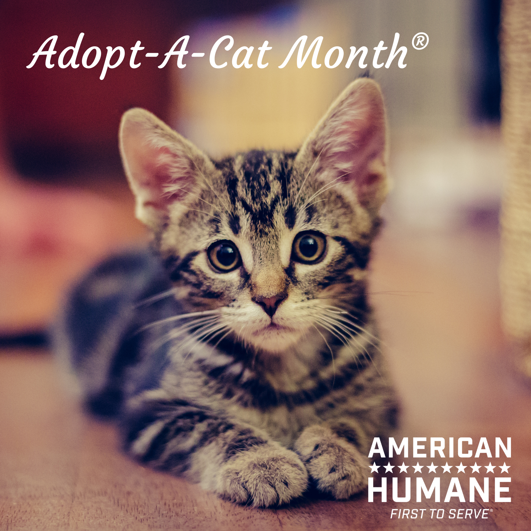 Adopt-A-Cat Month® - American Humane - American Humane