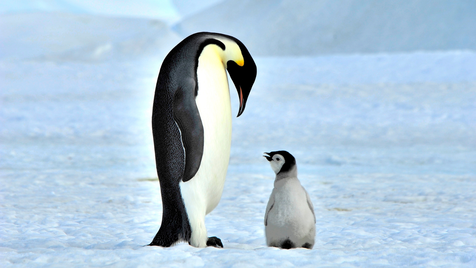 The Plight of Penguins - American Humane - American Humane